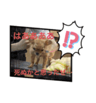 蘭丸くん リアルバージョン1（個別スタンプ：13）