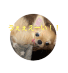 蘭丸くん リアルバージョン1（個別スタンプ：15）