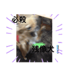 蘭丸くん リアルバージョン1（個別スタンプ：22）