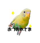 セキセイインコのさくらちゃん（個別スタンプ：1）