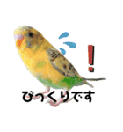 セキセイインコのさくらちゃん（個別スタンプ：2）