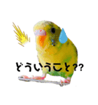 セキセイインコのさくらちゃん（個別スタンプ：4）