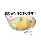 セキセイインコのさくらちゃん（個別スタンプ：5）