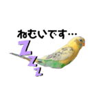セキセイインコのさくらちゃん（個別スタンプ：6）