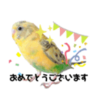 セキセイインコのさくらちゃん（個別スタンプ：7）