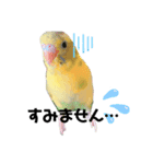 セキセイインコのさくらちゃん（個別スタンプ：8）