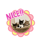 ニャオーンズ（個別スタンプ：8）