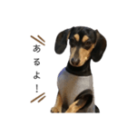 いつでも使える我が家の愛犬スタンプ！（個別スタンプ：4）