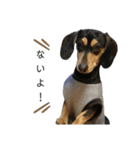 いつでも使える我が家の愛犬スタンプ！（個別スタンプ：5）