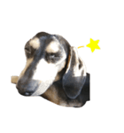 いつでも使える我が家の愛犬スタンプ！（個別スタンプ：11）
