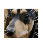 いつでも使える我が家の愛犬スタンプ！（個別スタンプ：14）