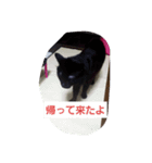 家の子スタンプごっ（個別スタンプ：1）