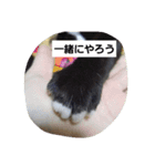 家の子スタンプごっ（個別スタンプ：3）