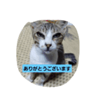 家の子スタンプごっ（個別スタンプ：4）