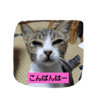 家の子スタンプごっ（個別スタンプ：7）