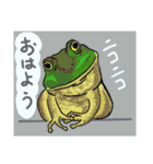 喜こんでカエル（個別スタンプ：1）