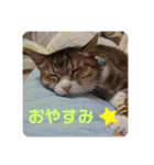 うちのねこといぬたち（個別スタンプ：2）