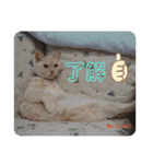 うちのねこといぬたち（個別スタンプ：5）