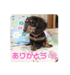 うちのねこといぬたち（個別スタンプ：6）
