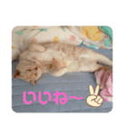 うちのねこといぬたち（個別スタンプ：8）