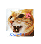 うちのねこといぬたち（個別スタンプ：12）