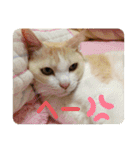 うちのねこといぬたち（個別スタンプ：13）