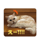 うちのねこといぬたち（個別スタンプ：15）