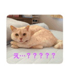 うちのねこといぬたち（個別スタンプ：16）