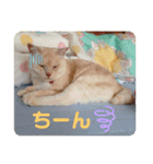 うちのねこといぬたち（個別スタンプ：20）