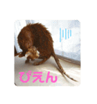 うちのねこといぬたち（個別スタンプ：21）