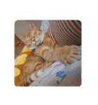 うちのねこといぬたち（個別スタンプ：23）