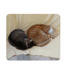 うちのねこといぬたち（個別スタンプ：24）