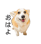 ゆきまる〜その大いなる犬〜（個別スタンプ：1）