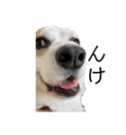 ゆきまる〜その大いなる犬〜（個別スタンプ：2）