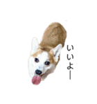 ゆきまる〜その大いなる犬〜（個別スタンプ：3）
