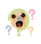 ゆきまる〜その大いなる犬〜（個別スタンプ：4）