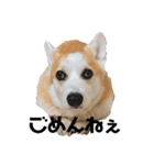 ゆきまる〜その大いなる犬〜（個別スタンプ：5）