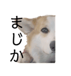 ゆきまる〜その大いなる犬〜（個別スタンプ：6）