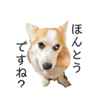 ゆきまる〜その大いなる犬〜（個別スタンプ：7）
