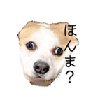 ゆきまる〜その大いなる犬〜（個別スタンプ：8）