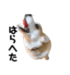 ゆきまる〜その大いなる犬〜（個別スタンプ：9）
