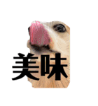 ゆきまる〜その大いなる犬〜（個別スタンプ：10）