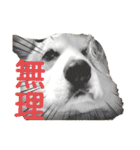 ゆきまる〜その大いなる犬〜（個別スタンプ：13）