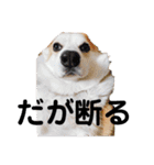 ゆきまる〜その大いなる犬〜（個別スタンプ：14）
