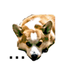 ゆきまる〜その大いなる犬〜（個別スタンプ：15）