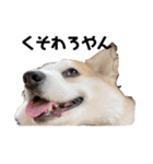 ゆきまる〜その大いなる犬〜（個別スタンプ：17）
