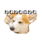 ゆきまる〜その大いなる犬〜（個別スタンプ：18）