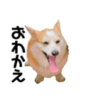 ゆきまる〜その大いなる犬〜（個別スタンプ：19）