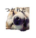 ゆきまる〜その大いなる犬〜（個別スタンプ：20）