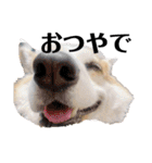 ゆきまる〜その大いなる犬〜（個別スタンプ：21）
